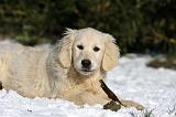 GOLDEN RETRIEVER 803